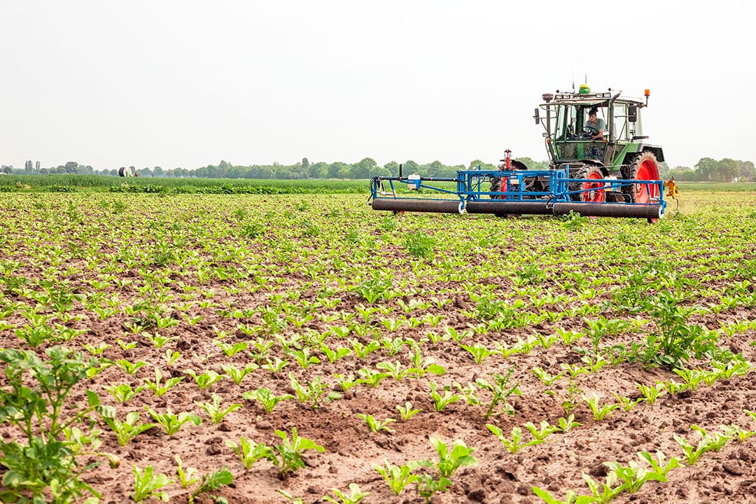 Akkerbouwers gebruiken glyfosaat (RoundUp) ook voor de bestrijding van aardappelopslag in suikerbieten in het voorjaar. - Foto: Koos van der Spek