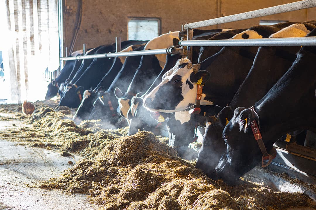De melk van deze koeien gaat naar Eko Holland Melk op Maat. - Foto: Peter Roek