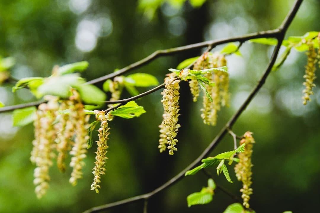 Volgend jaar wordt een tweede rij bomen gepland met hazelaars. Foto: Canva