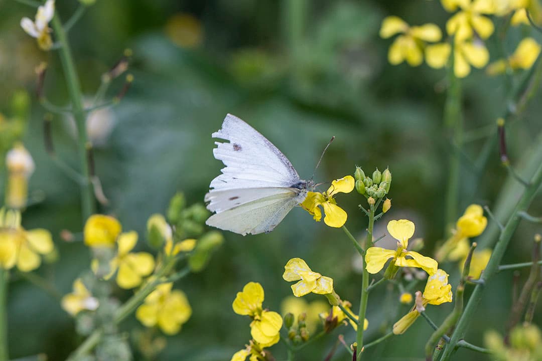 Foto: Anne van der Woude