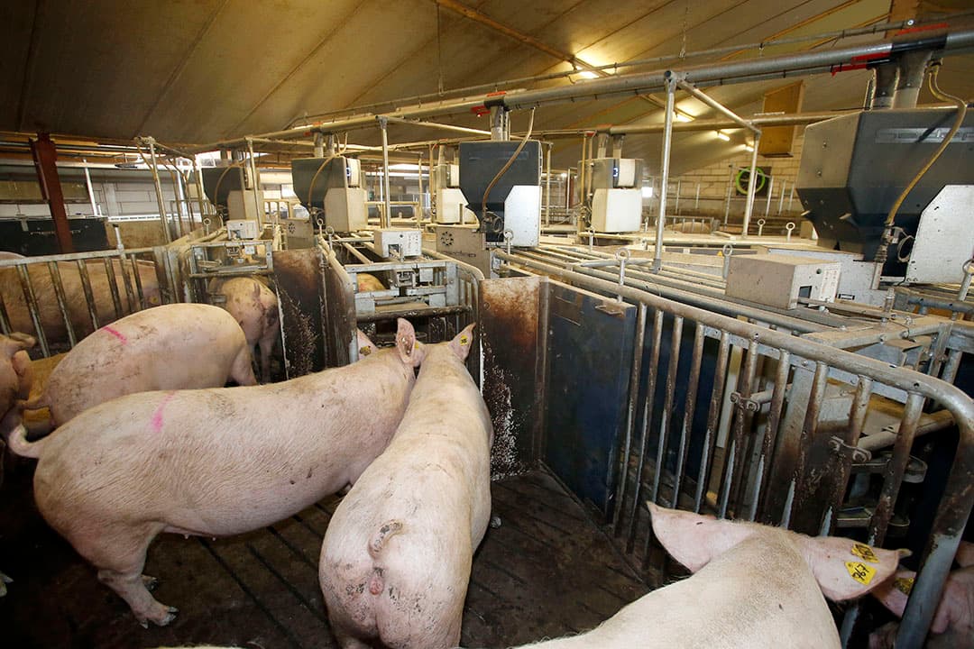 Individueel voeren, zoals hier van zeugen, gaat ook de norm worden bij vleesvarkens, zo voorspelt Boerderij-redactiechef Robert Bodde. - Foto: Bert Jansen