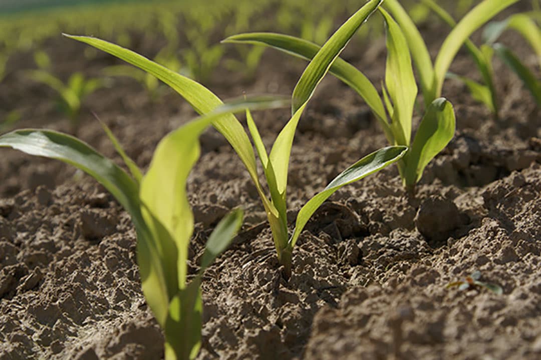 Plantverliezen vermijden met juiste maïszaadbehandeling
