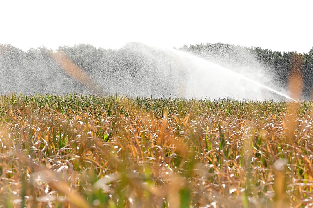 Door de droogte in 2018 namen gewassen minder stikstof op. - Foto: Hans Prinsen