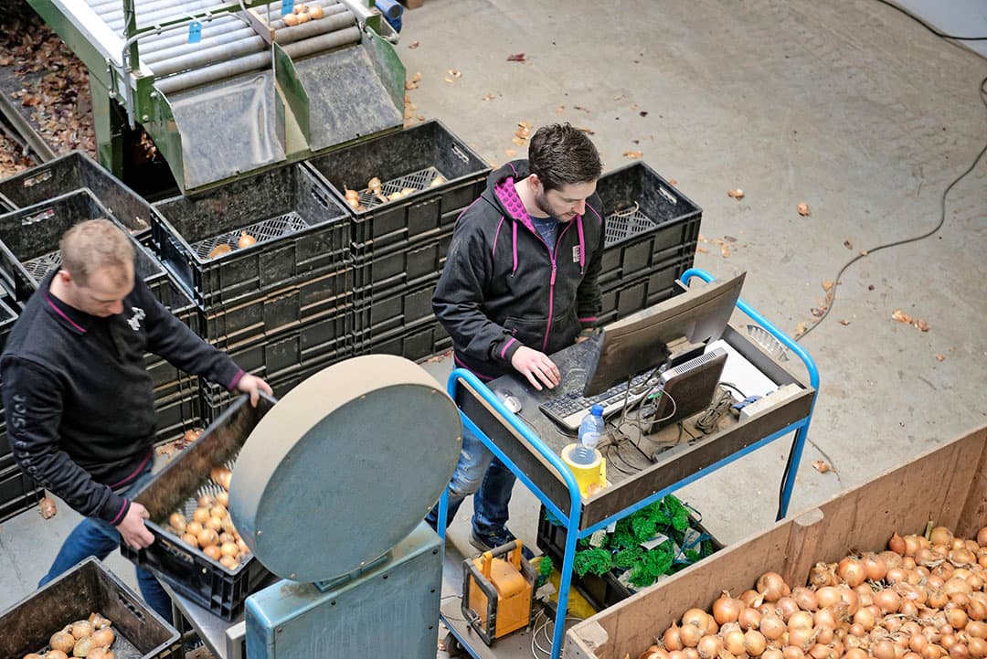Medewerkers van De Groot en Slot beoordelen uienrassen uit het gehele land op kwaliteit. - Foto: Lex Salverda