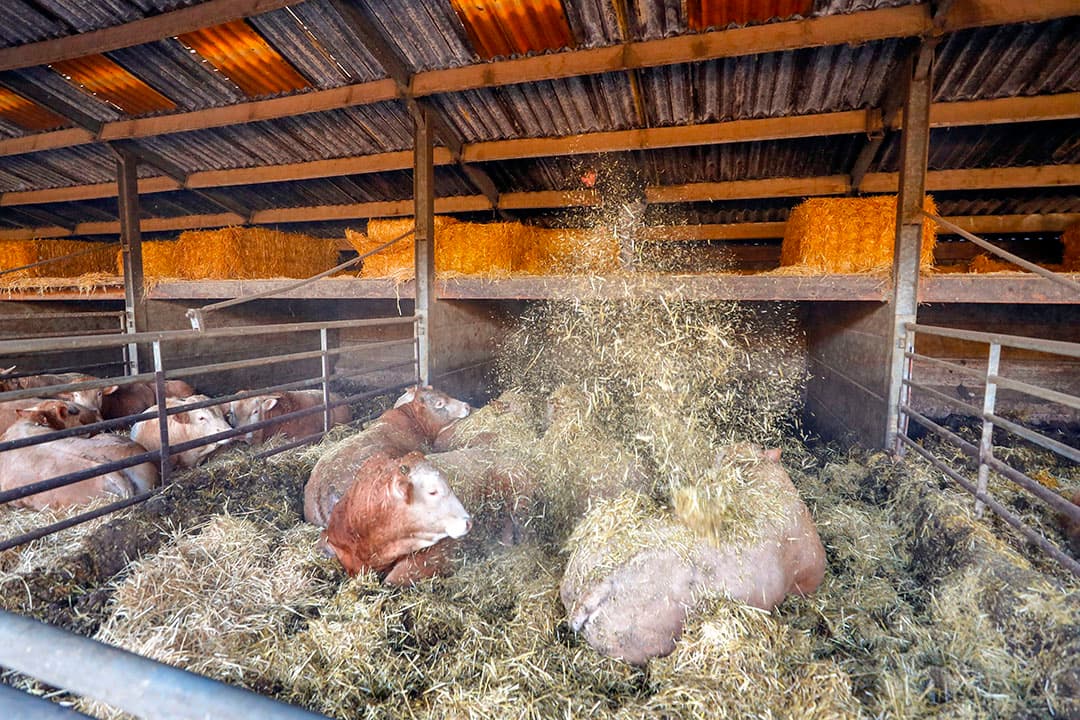 Het aantal stuks vleesvee voor het Beter Leven-keurmerk neemt nog steeds gestaag toe. Veruit de grootste groep zijn bedrijven met twee sterren.