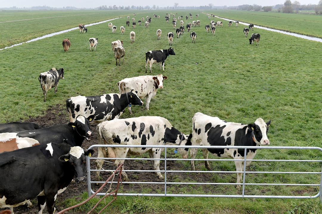 Verbeteringen van biodiversiteitsindicatoren door bijvoorbeeld beweiden beïnvloeden de kostprijs. - Foto: Fotopersbureau Dijkstra