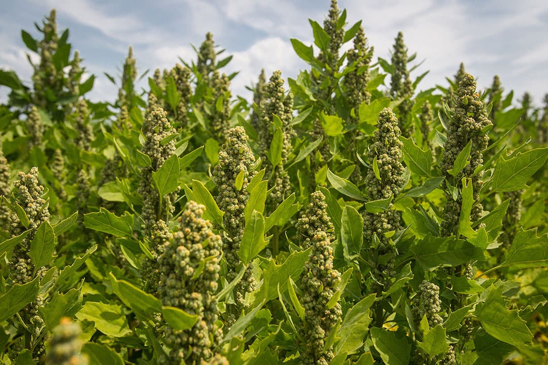 Quinoa. - Foto: Peter Roek