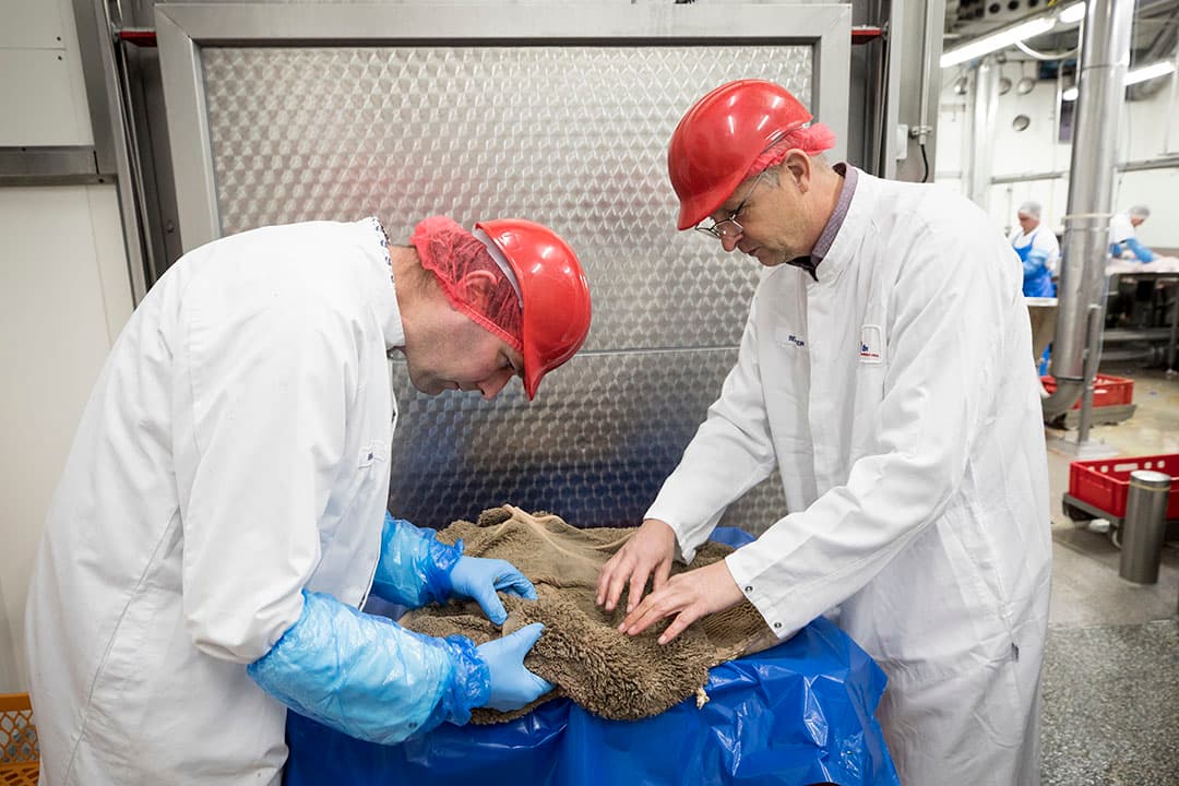 Harmen Endendijk (links) en Herbert Bouwers, directeur van Alpuro Breeding, beoordelen de kwaliteit van penswanden van kalveren van ruim 7 maanden oud. De kalveren met veel en lange papillen groeien harder en geven als vaars meer melk. - Foto: Koos Groenewold