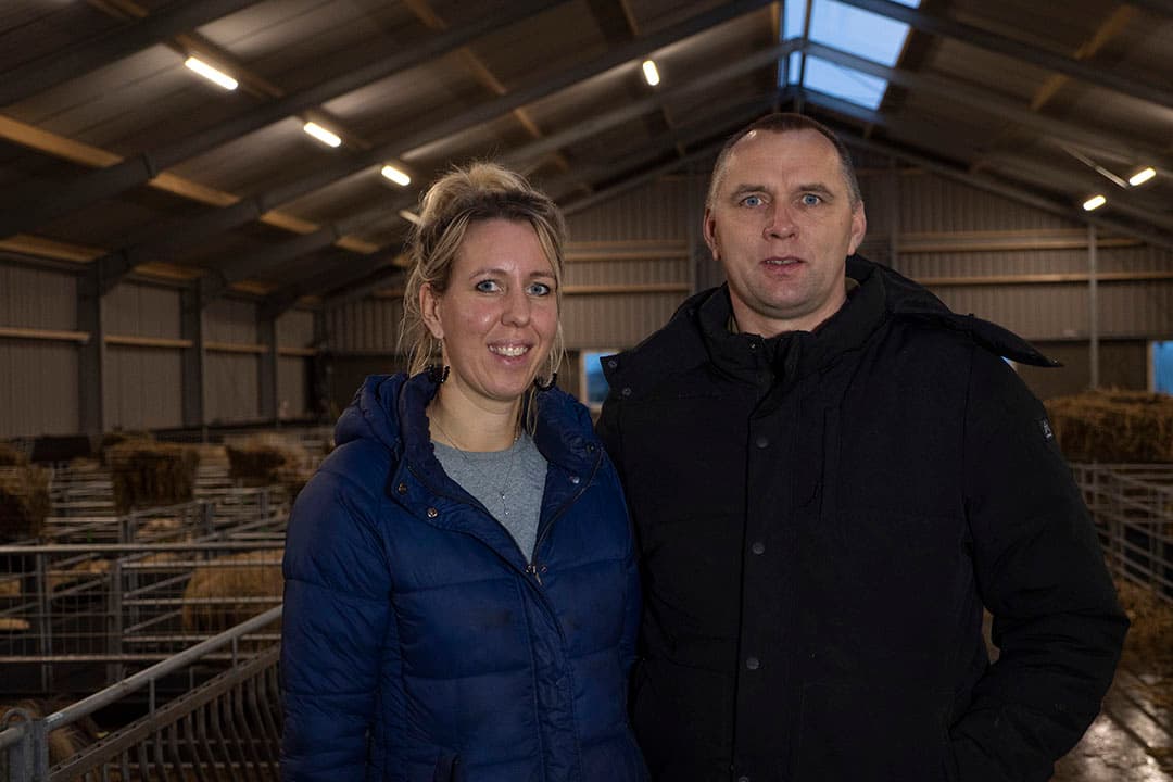 Nieuwe stal voor 500 schapen