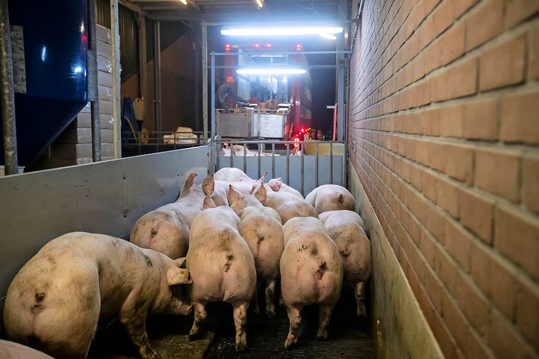 Het aantal afzetkanalen voor vleesvarkens groeit gestaag.