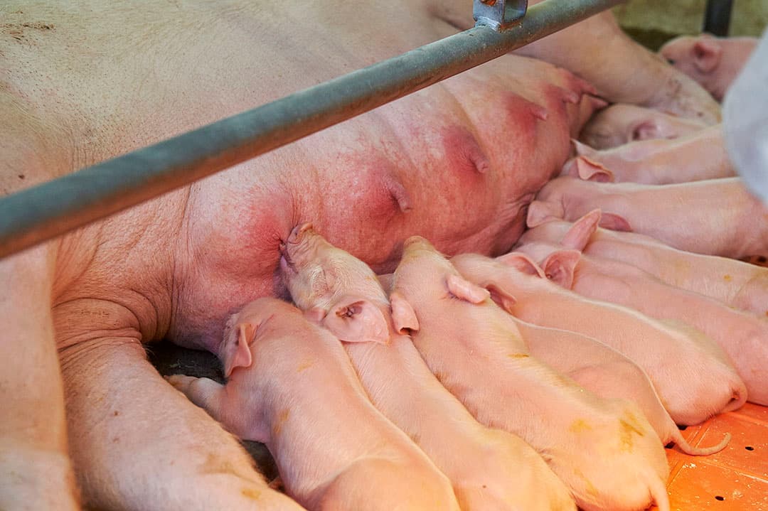 Foto: Van Assendelft Fotografie