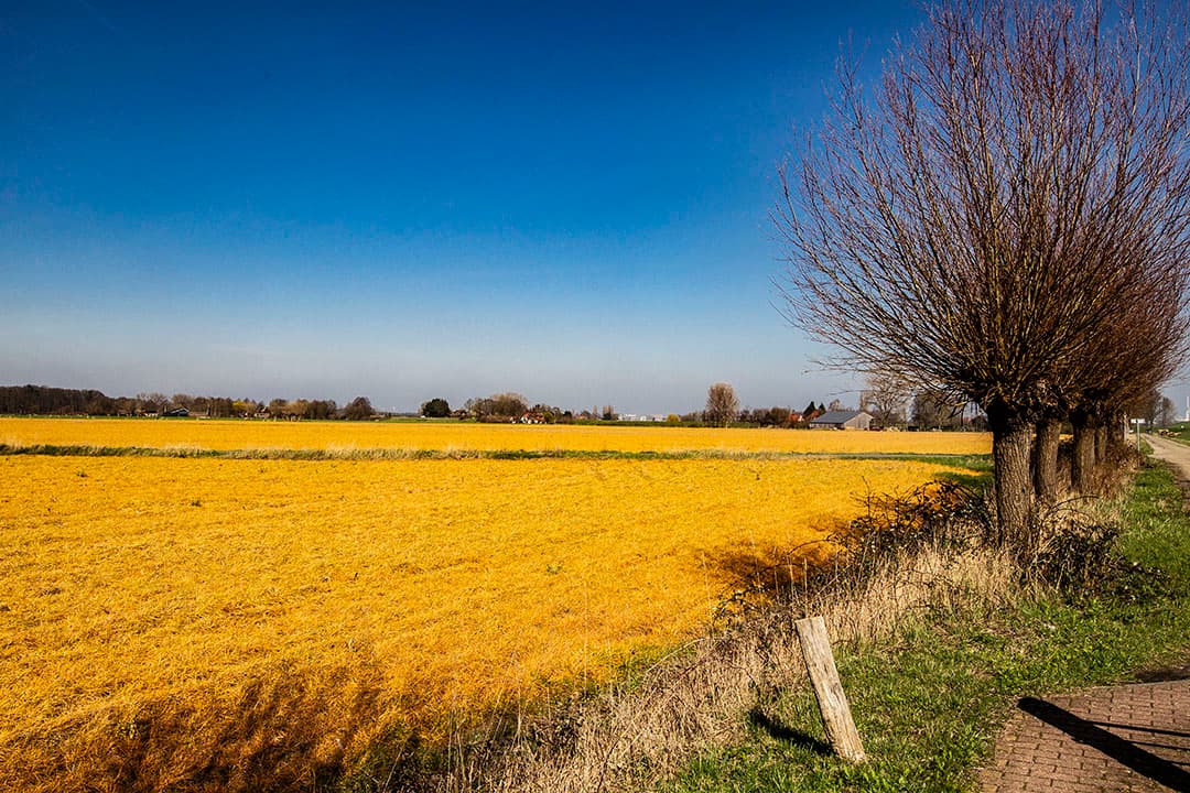 Foto: Ronald Hissink