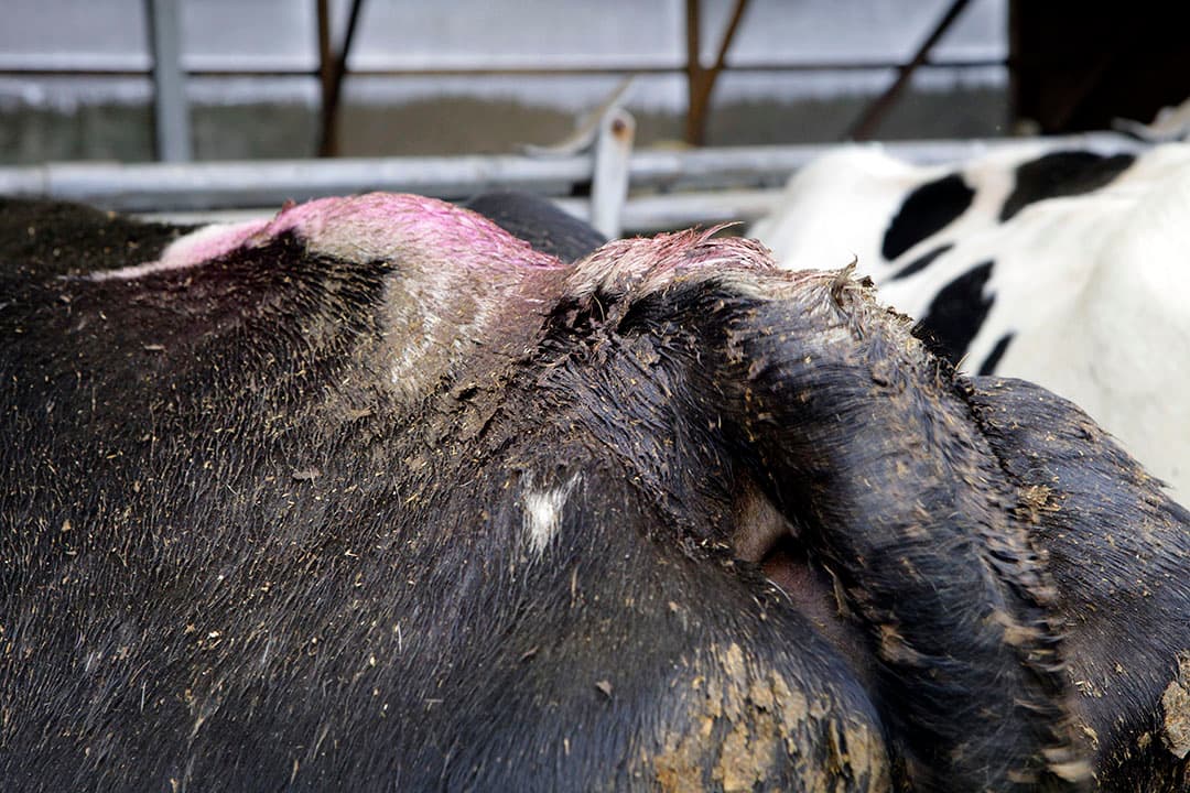 Verlammingsverschijnselen vanwege chronische botulisme leiden soms tot koeien met een vuile achterkant. - Foto: Henk Riswick