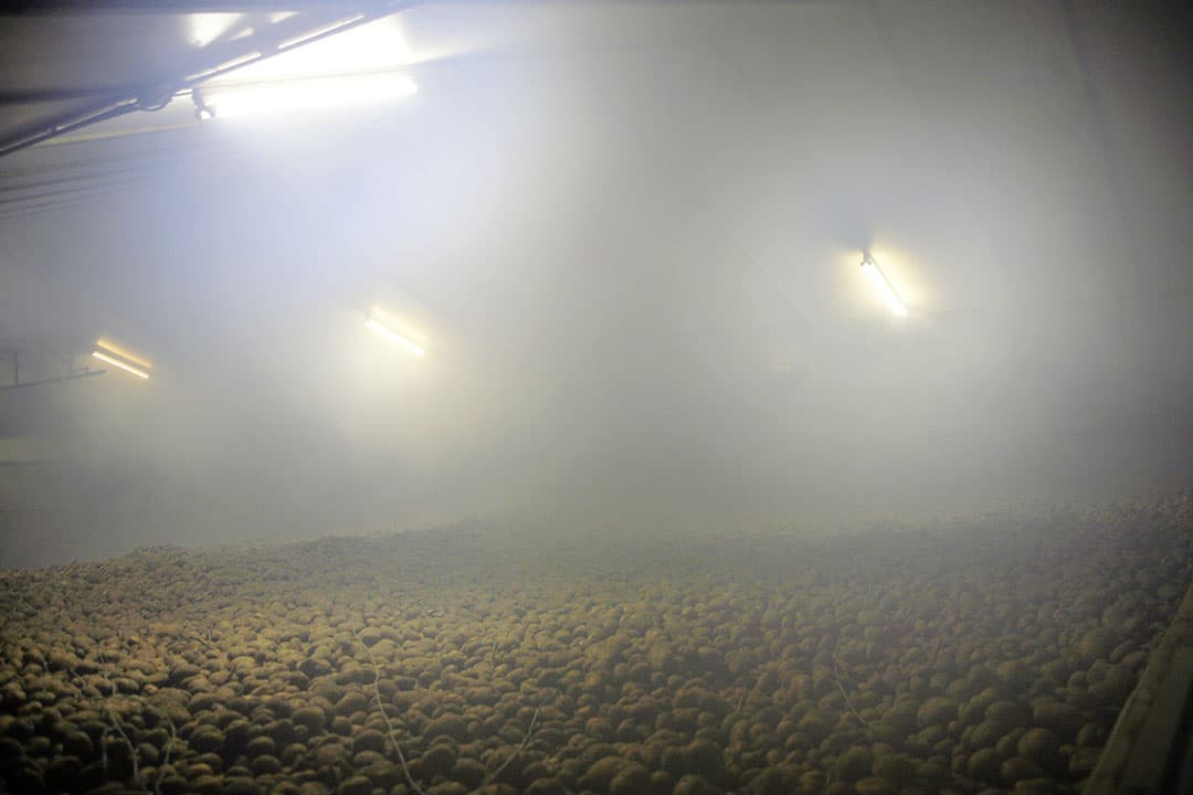 Het gassen van aardappelen. - Foto: Ton Kastermans