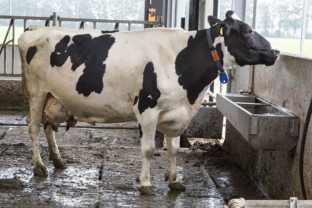 Foto: Koos Groenewold