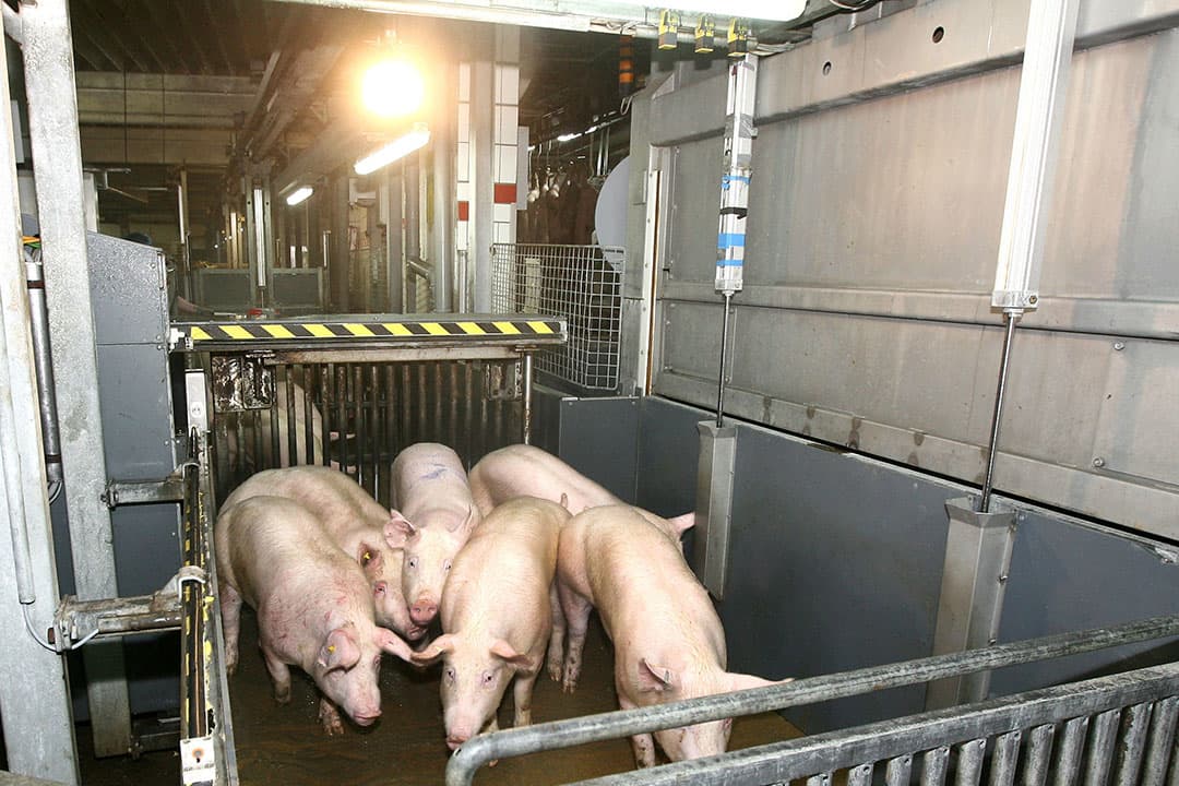 Foto: Ronald Hissink
