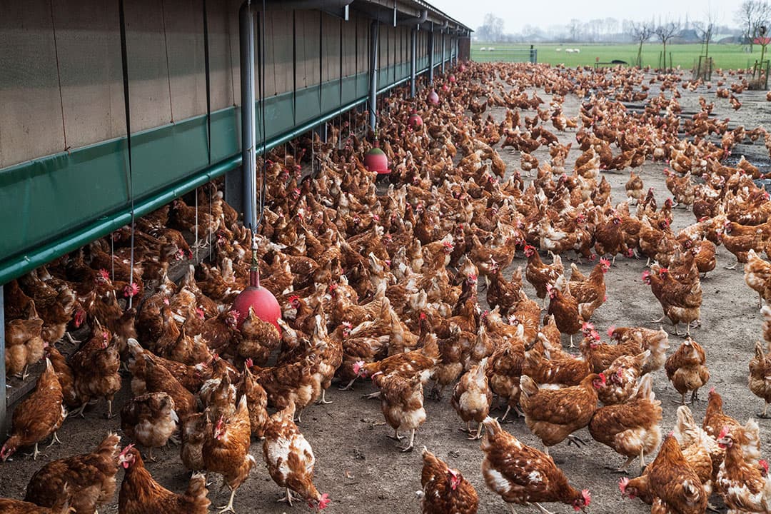 Foto: Herbert Wiggerman