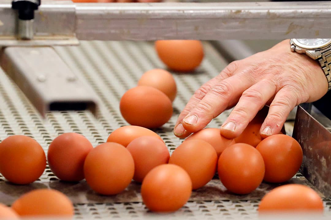De productie van consumptie-eieren in Europa groeide vorig jaar. - Foto: Bert Jansen