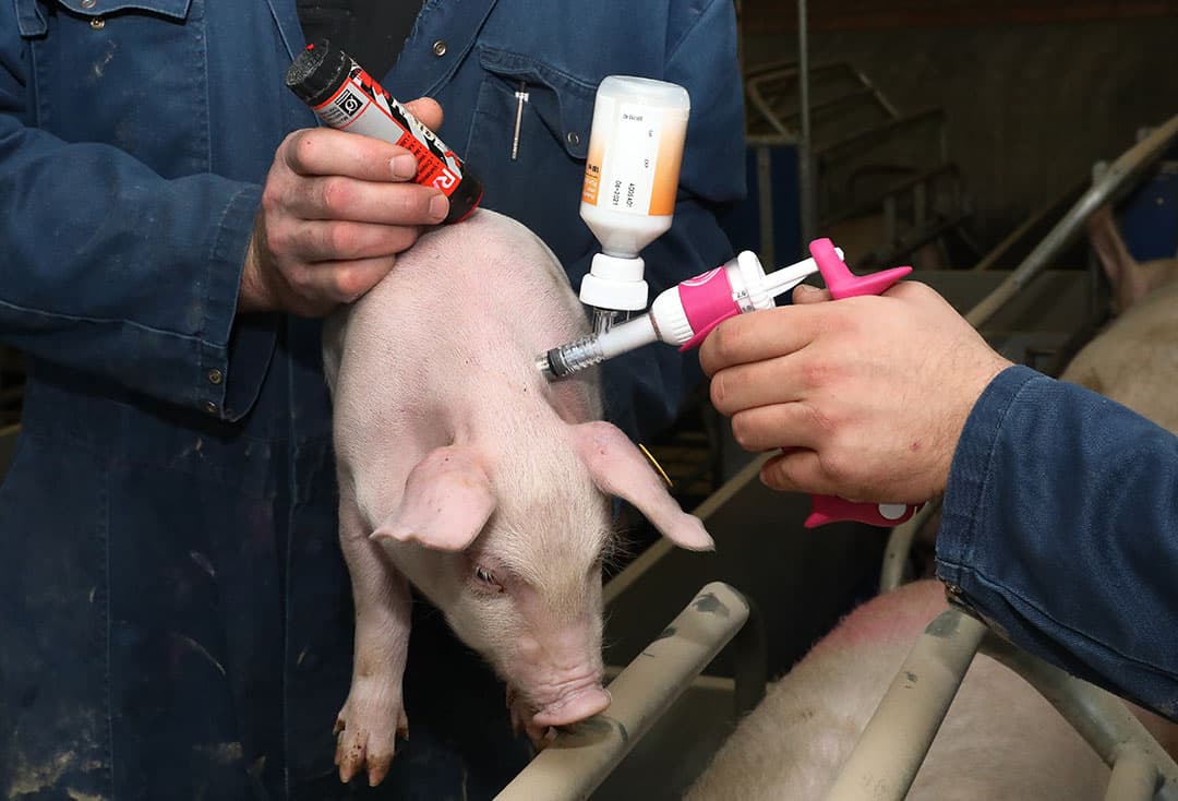 Juiste voorbereiding, opslag én gebruik van vaccins dragen bij aan het succes van een vaccinatie. - Foto: Henk Riswick