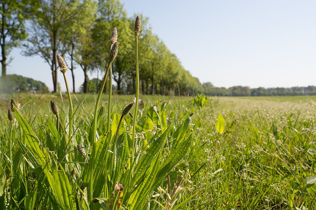 Foto: Peter Roek