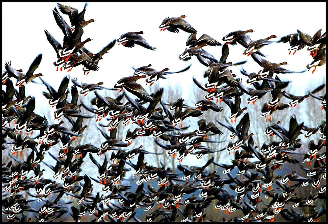 Een vlucht kolganzen. In Duitsland is hoogpathogene vogelgriep gevonden in een dode kolgans. - Foto: ANP