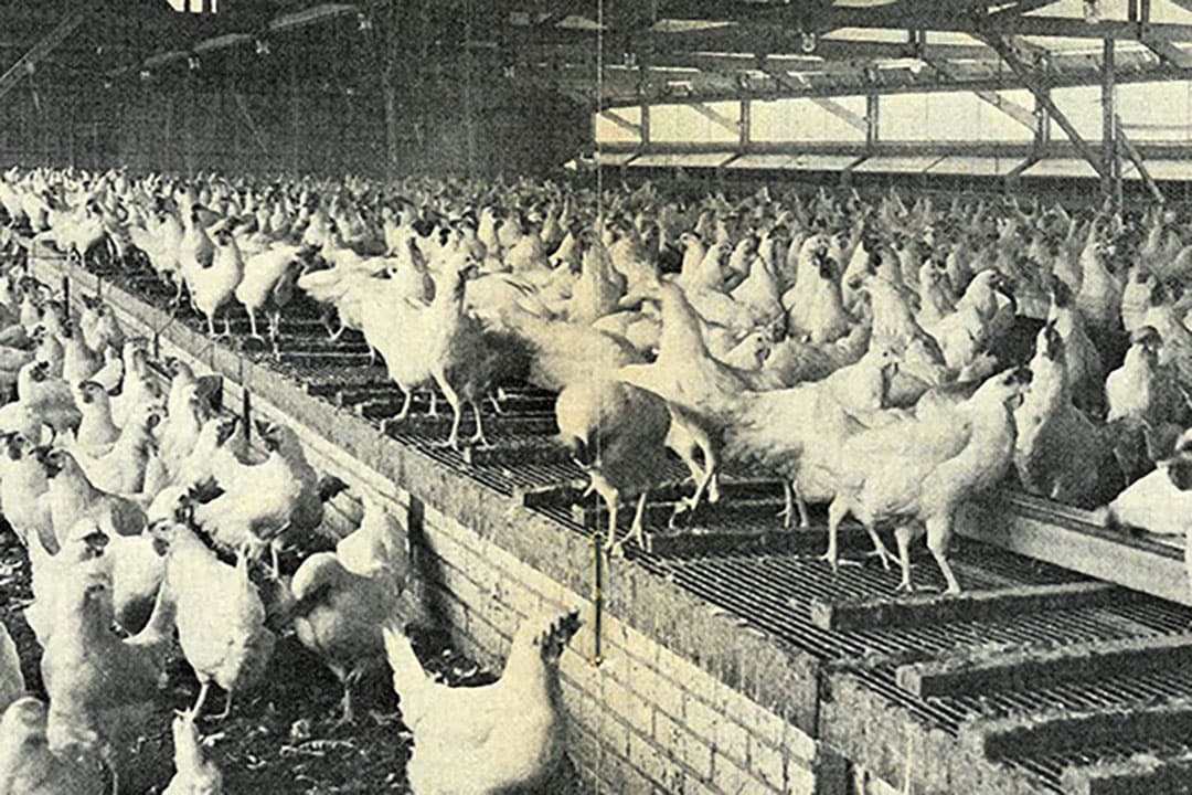 Foto: Pluimveehouderij/Misset