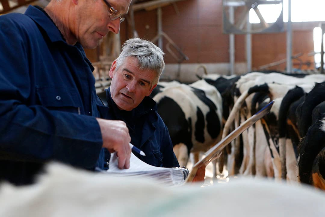 Bedrijfsbegeleiding door dierenarts. - Foto: Hans Prinsen