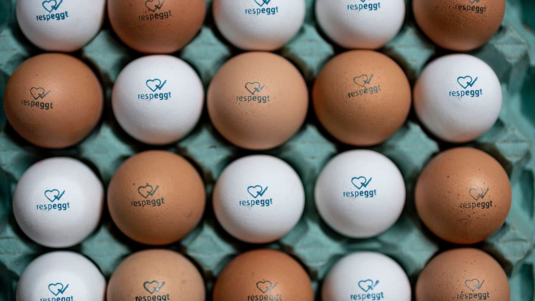 De  haanloze  eieren krijgen een speciaal stempel Respeggt, dat garandeert dat voor de productie van deze eieren geen kuikens zijn gedood. - Foto: Seleggt