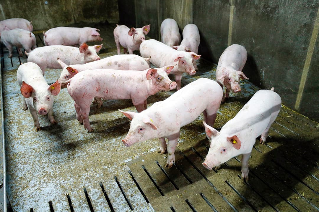 Foto: Bert Jansen