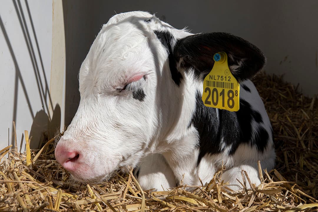 Foto: Anne van der Woude