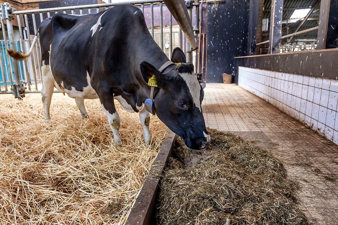 De droogstand en het transitiemanagement kunnen een rol spelen in de opname van droge stof door de koeien na afkalven.