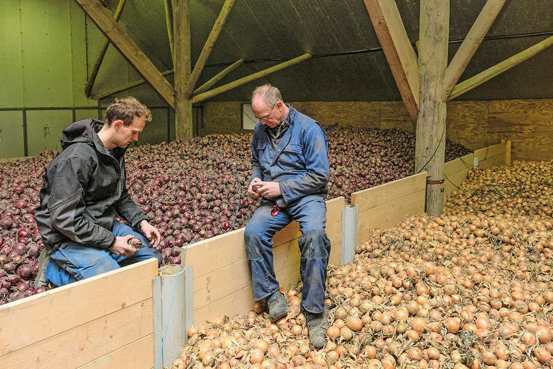 Jan Anko en IJsbrand Havinga controleren de uien in de bewaring.