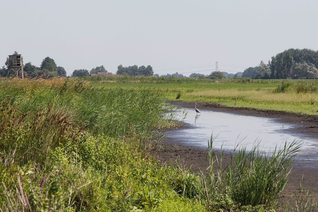Foto: Koos Groenewold