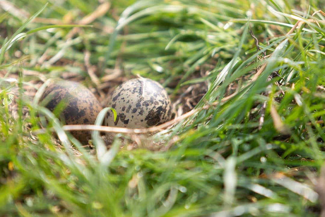 Foto: Joris Telders