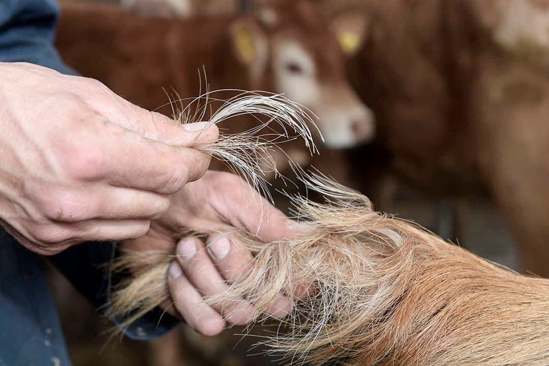 Foto: Fotopersburo Dijkstra
