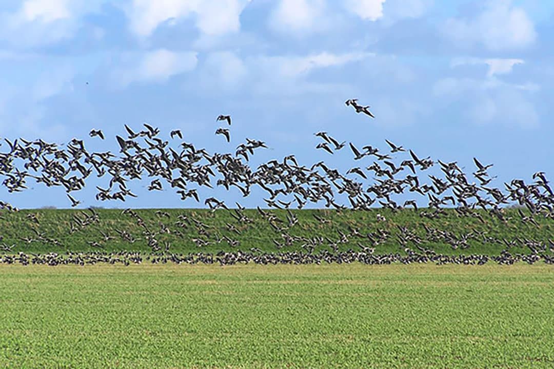 Foto: Peter Roek