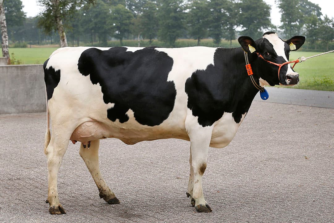 Vaarzen die een goed exterieur hebben bij inschrijving starten vaker aan de vierde lactatie en halen een hogere levensproductie.