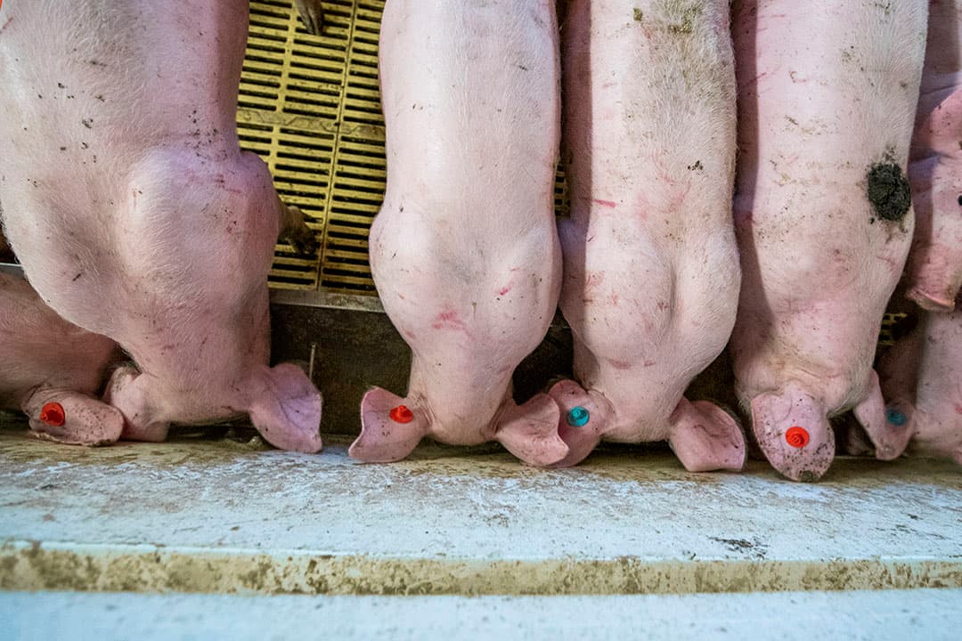 Gespeende biggen aan de trog. Met de nieuwe rekenmethode claimt ForFarmers dat zij het voer beter kunnen afstemmen op de behoefte van biggen. - Foto: Bert Jansen