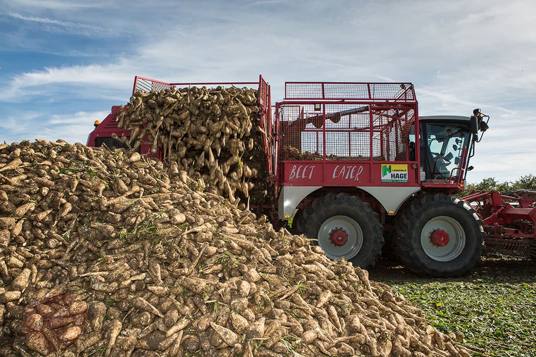 Oogst van cichorei. De opbrengsten nemen toe door teeltoptimalisatie. - Foto: Peter Roek