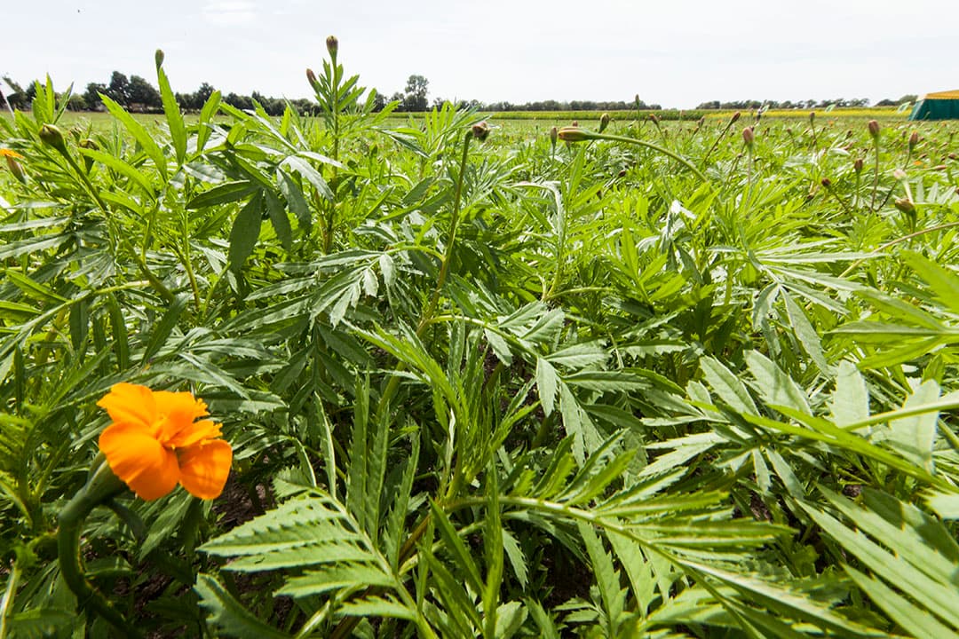 Tagetes is een van de groenbemesters die in de bodemgezondheidsproef op WUR-proefboerderij Vredepeel in het onderzoek ligt. - Foto: Koos Groenewold