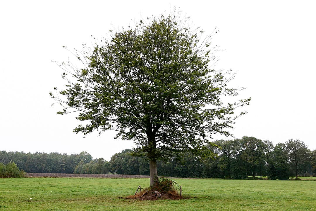 Landschap in de buurt van winterswijk. - Foto: Hans Prinsen