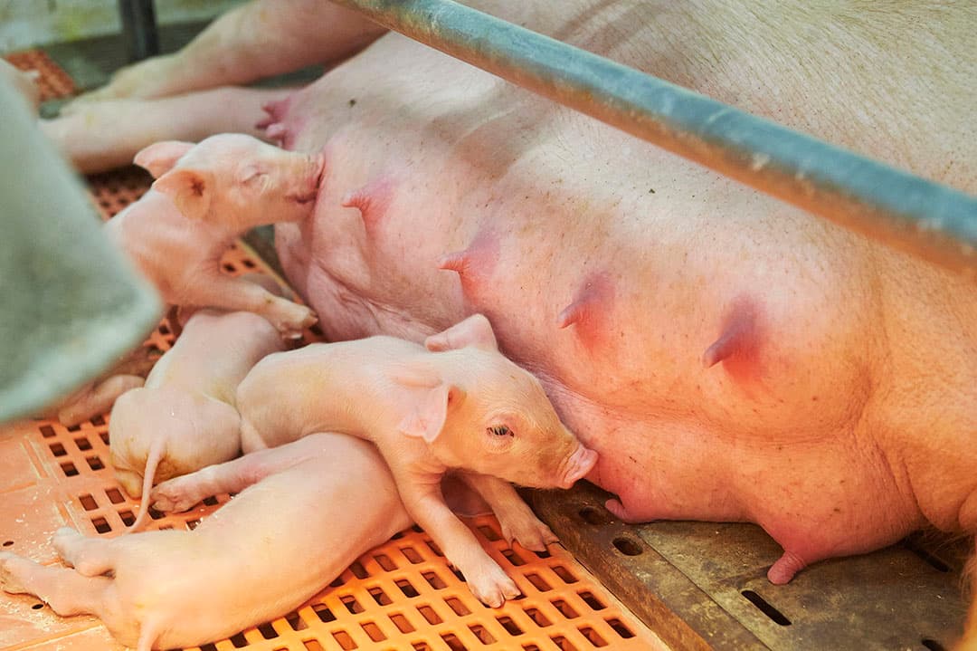 Foto: Van Assendelft Fotografie