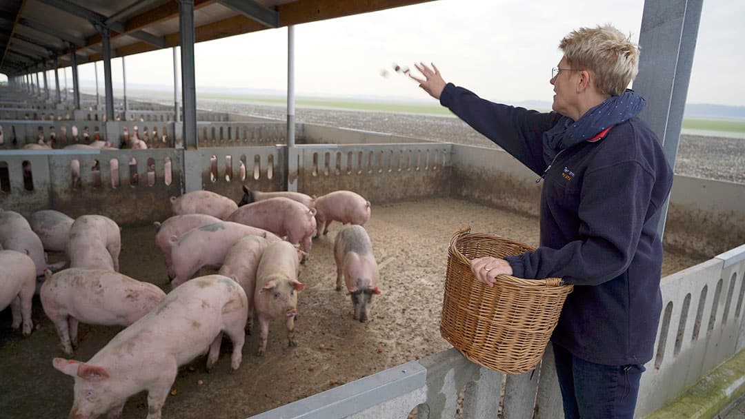 Annechien ten Have met haar Hamletz-varkens. - Foto: Koos Groenewold