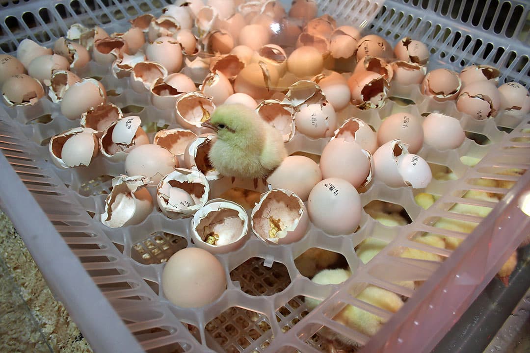 Foto: Hans Bijleveld