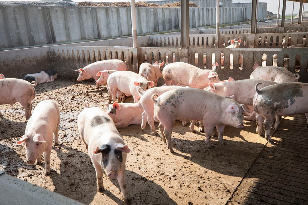 Hamletz-varkens. - Foto: Koos Groenewold