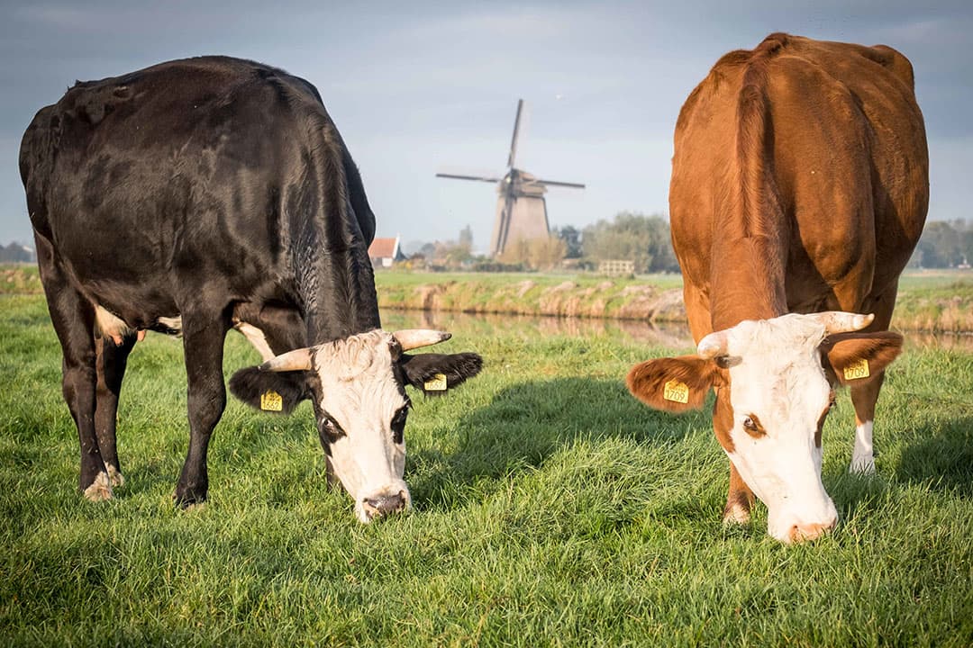 Foto: Bertil van Beek