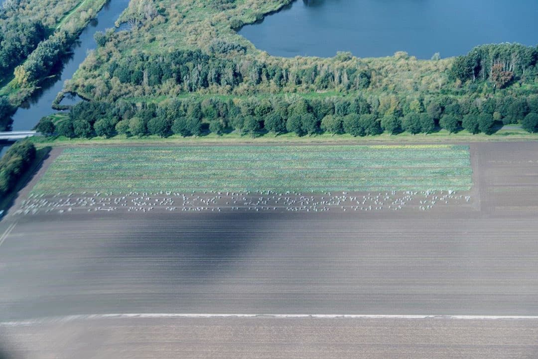 Een perceel spruitkool bij Almere waar twee oogstmachines de laatste rondjes oogsten.