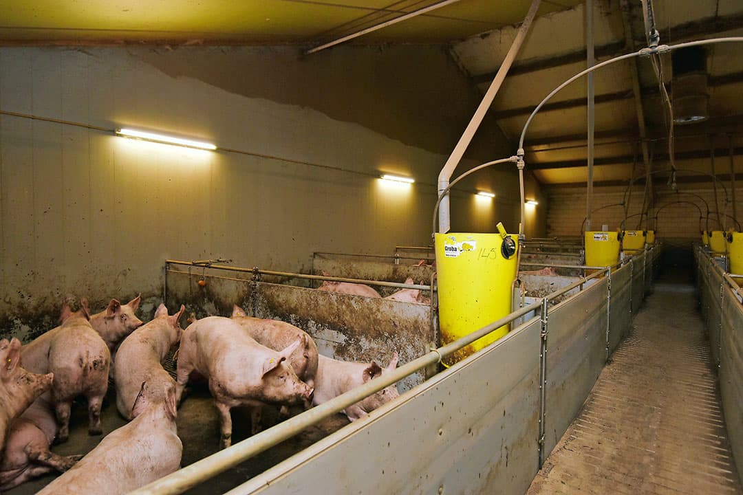 In Renswoude (U.) staat een modern, gesloten varkensbedrijf te koop. De vraagprijs is ¬ 2,65 miljoen. De eigenaar heeft geen opvolger. Het bedrijf ligt in een LOG-gebied, in een typische boerenregio met zowel melkvee, varkens, vleeskalveren als akkerbouw. Foto's: Drieklomp Makelaars en Rentmeesters en Theo Brummelaar