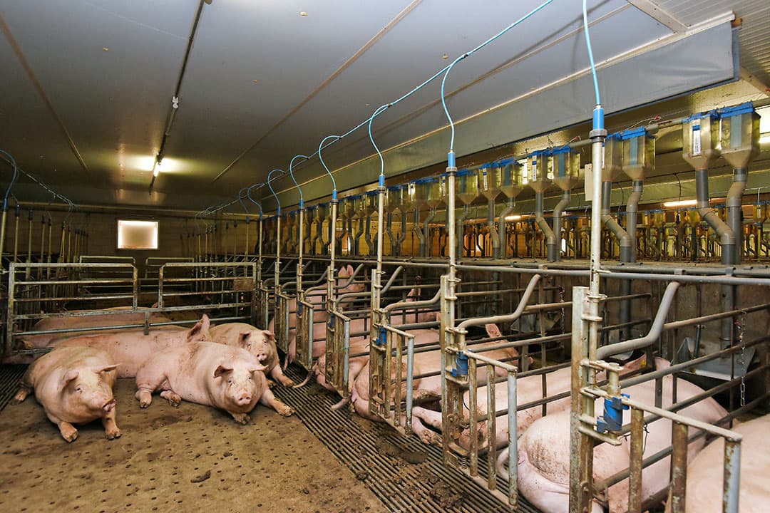 De linker stal biedt plaats aan 4.252 vleesvarkens en 100 opfokzeugen. Er zijn 21 afdelingen. De vleesvarkensstal is voorzien van Groen Label. Dat geldt overigens ook voor de andere stal. Een koper die extra investeert in luchtwassers, mag zelfs 2 keer zoveel varkens houden.