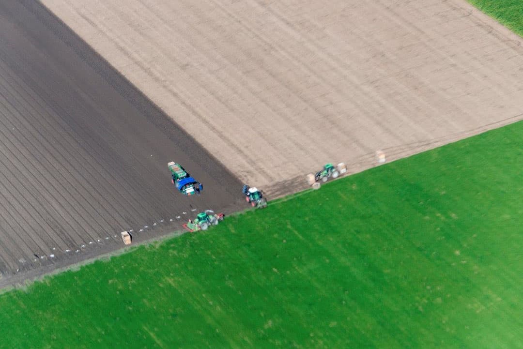 Het kan niet missen: de kooloogst, die wat minder weersafhankelijk is, bij Zwaagdijk.